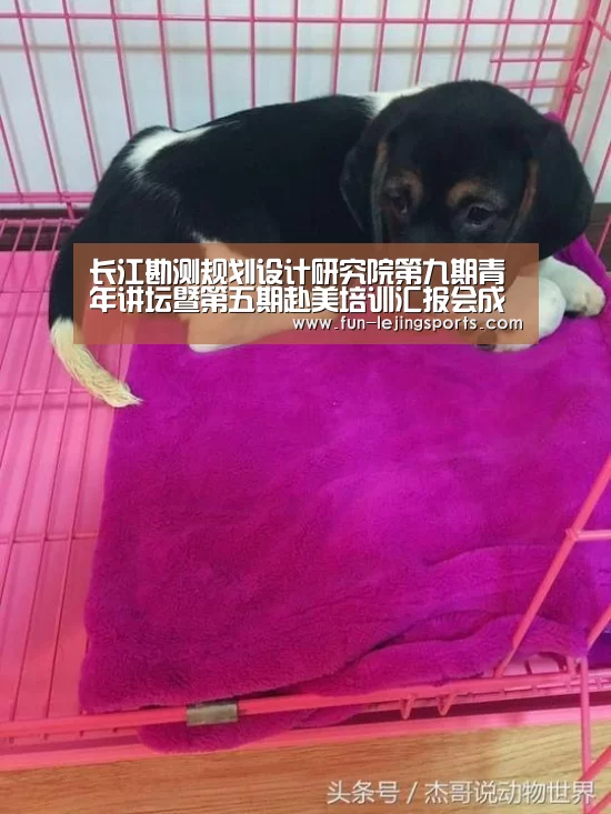 乐竟体育